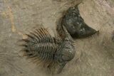 Rare, Spiny Lichid (Acanthopyge) Trilobite - Atchana, Morocco #312765-1